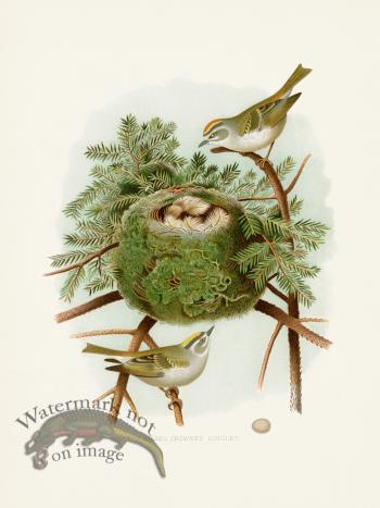 Thomas Gentry Bird 32